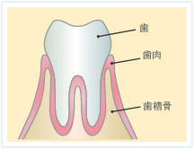 健康な歯ぐき